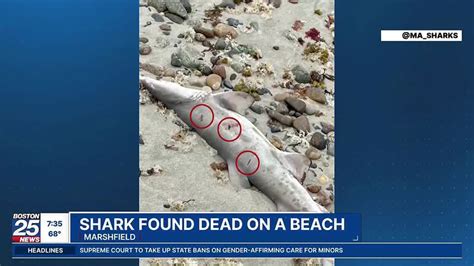 Young shark found stabbed on Marshfield beach Saturday, scientist says.